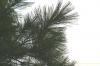 Pinus stobus